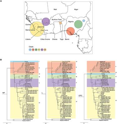 The S Genome Segment Is Sufficient to Maintain Pathogenicity in Intra-Clade <mark class="highlighted">Lassa Virus</mark> Reassortants in a Guinea Pig Model